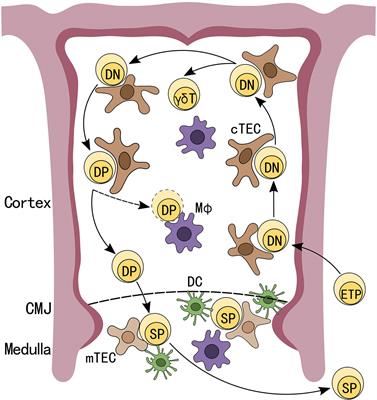 Frontiers | Thymic Microenvironment: Interactions Between Innate